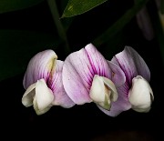 Lathyrus lanszwertii leucanthus- Lanszwert's Pea